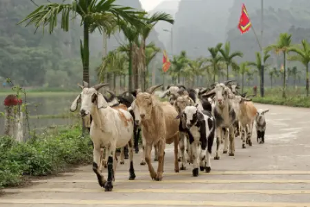 Tam Cốc – Bích Động