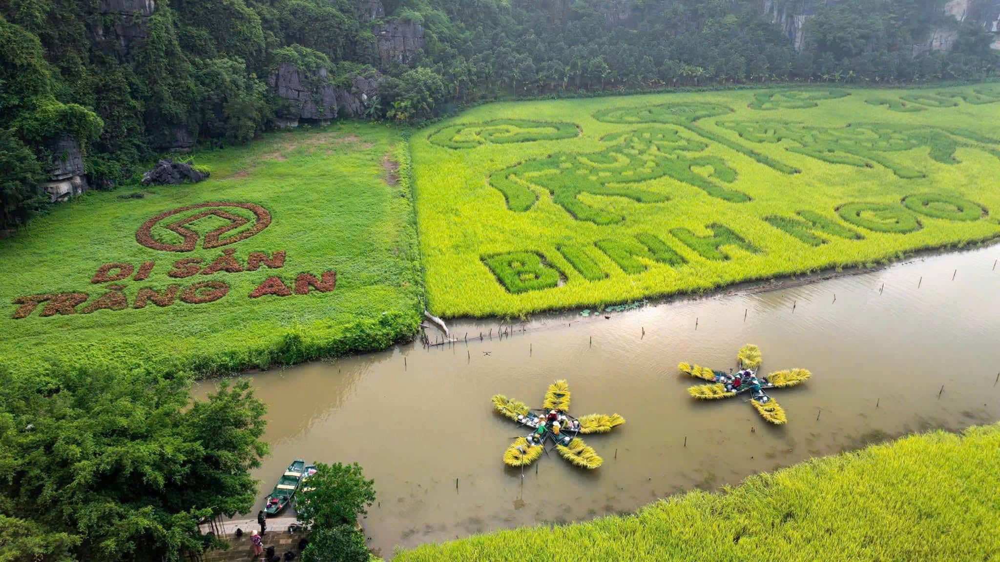Chèo đò Tam Cốc qua cánh đồng lúa vàng